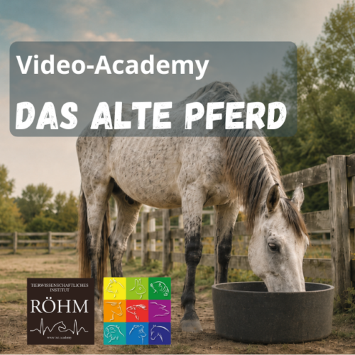 Videokurs "Das Alte Pferd"